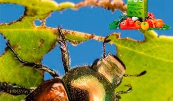 Agrodex bio – биодобавка от сорняков и для иммунитета растений