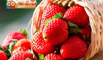 Гигантелика – набор ягодница для выращивания клубники
